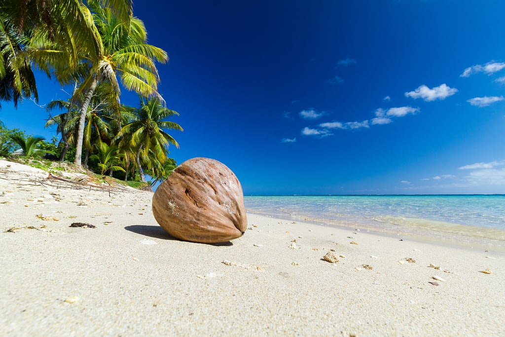 tipos de cocos