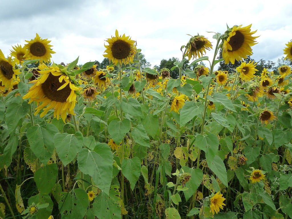 Girasol russian giant