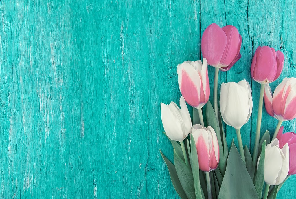 tulipanes