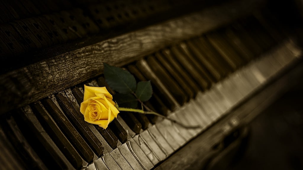 significado rosas amarillas
