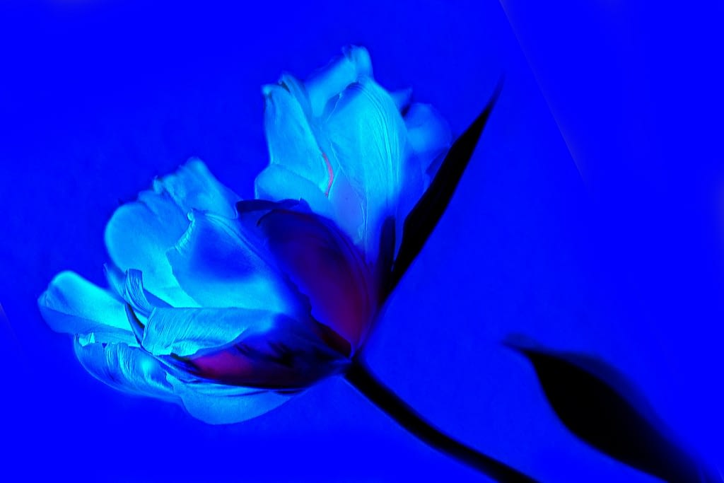 significado tulipan azul