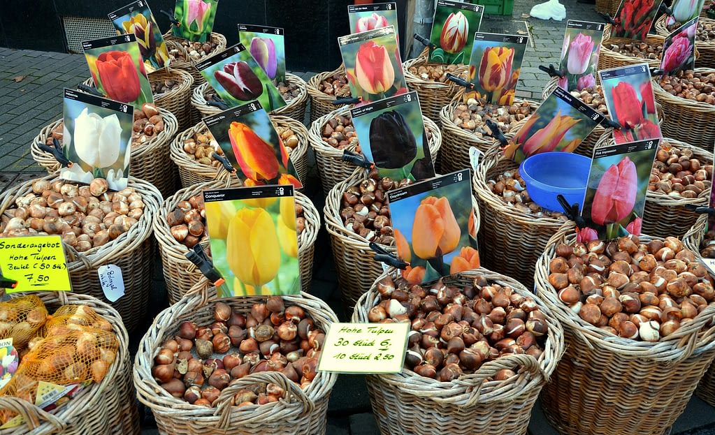 bulbos de tulipan