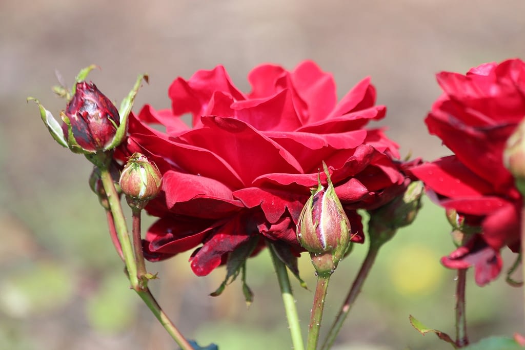Rosas floreciendo