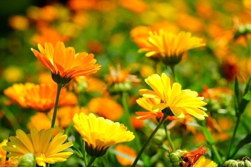 calendula antimosquitos