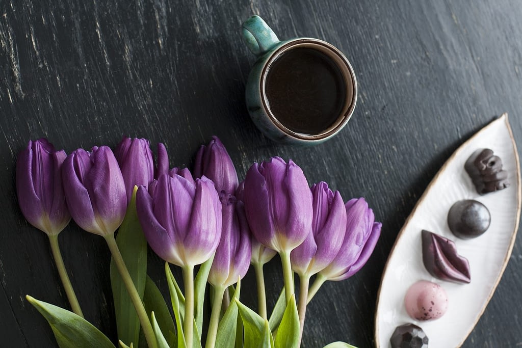 significado tulipan morado