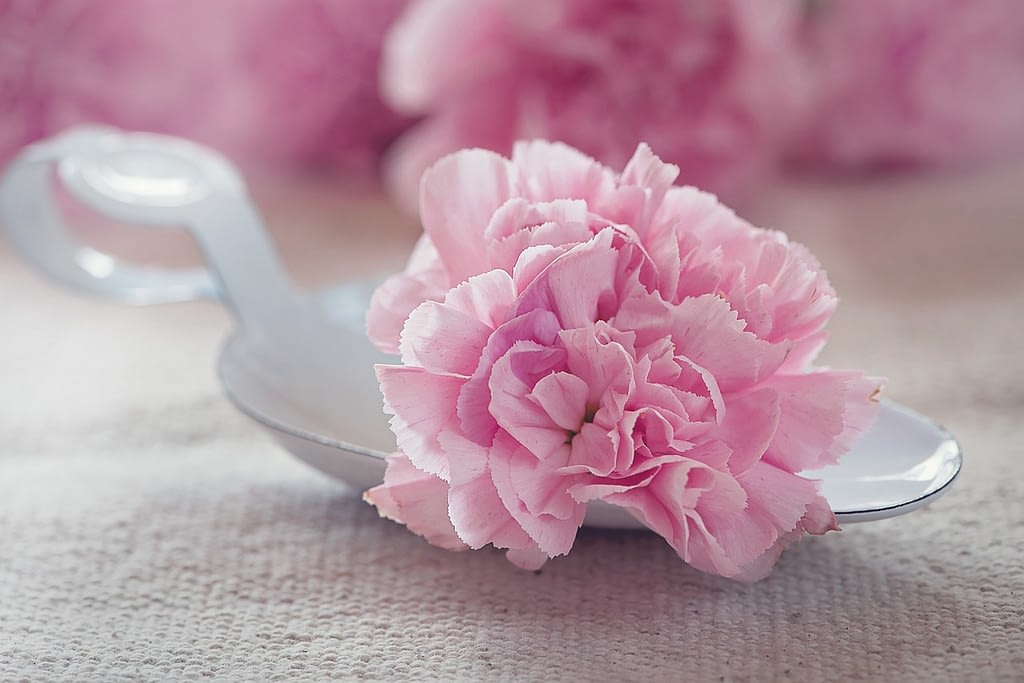 claveles rosas