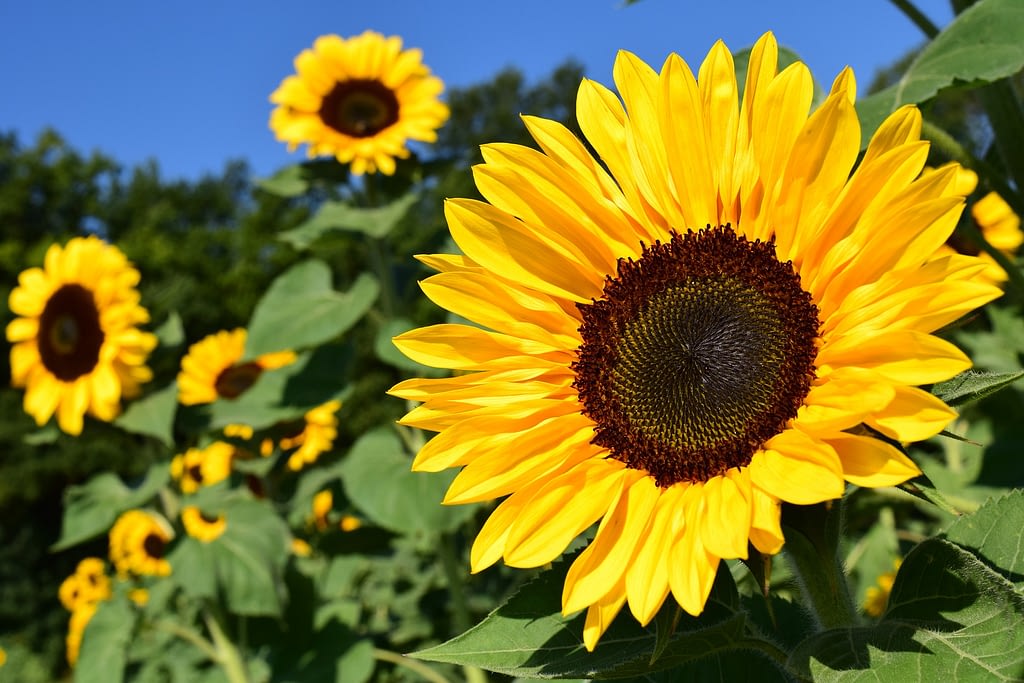 Girasol pacino