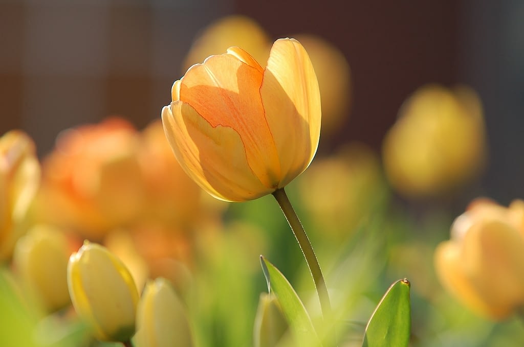 significado tulipan amarillo