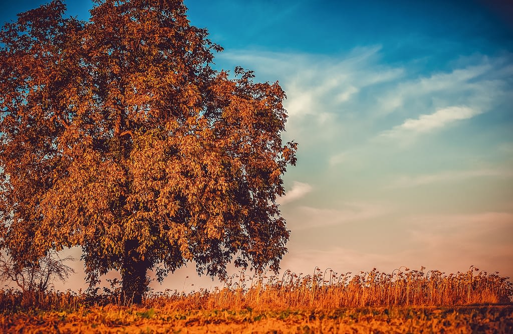 partes del arbol copa del arbol