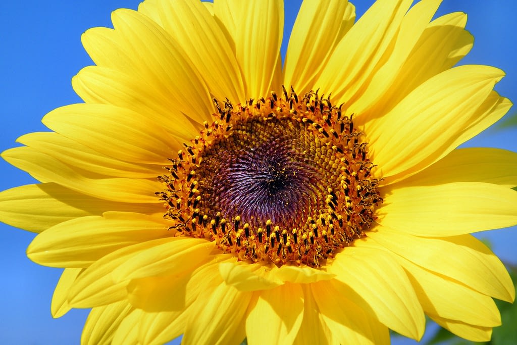 Girasol big smile