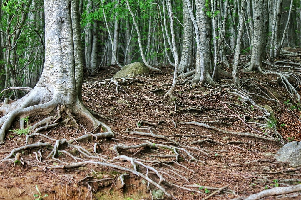 raices parte del arbol