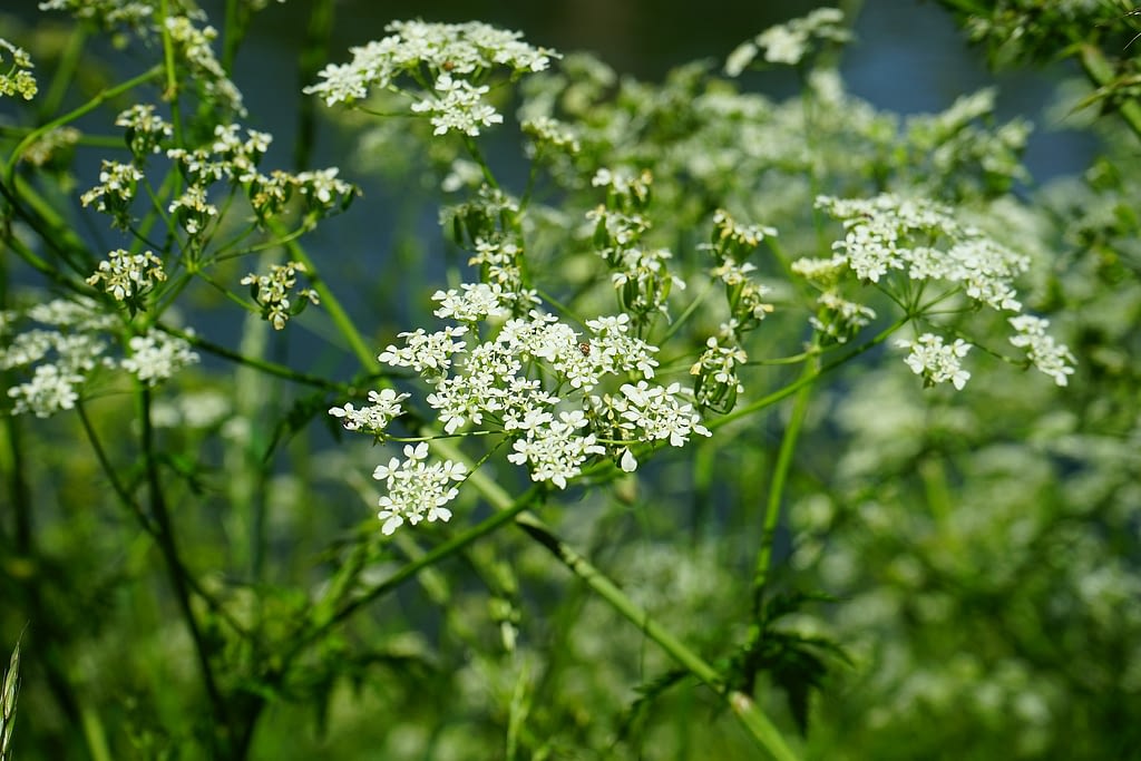 flor perejil