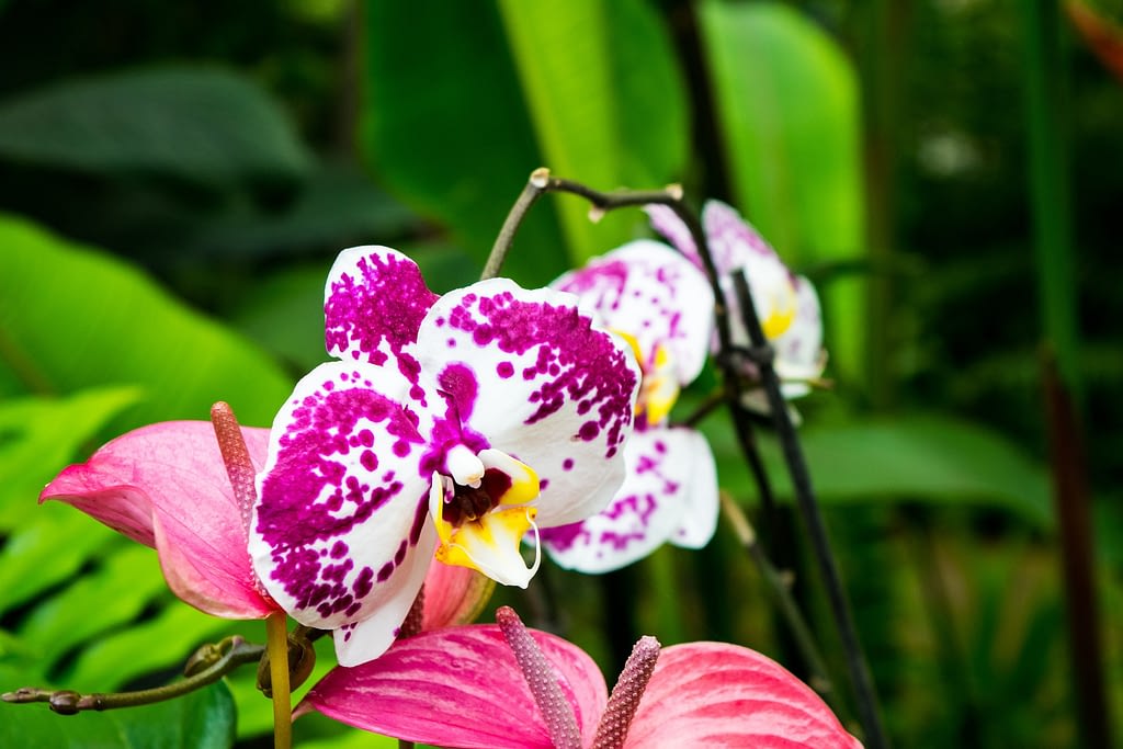 tipos de orquideas