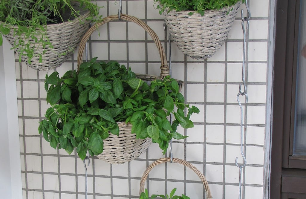 albahaca contra los mosquitos