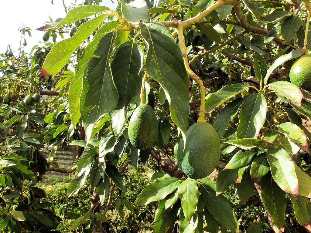 arbol aguacate