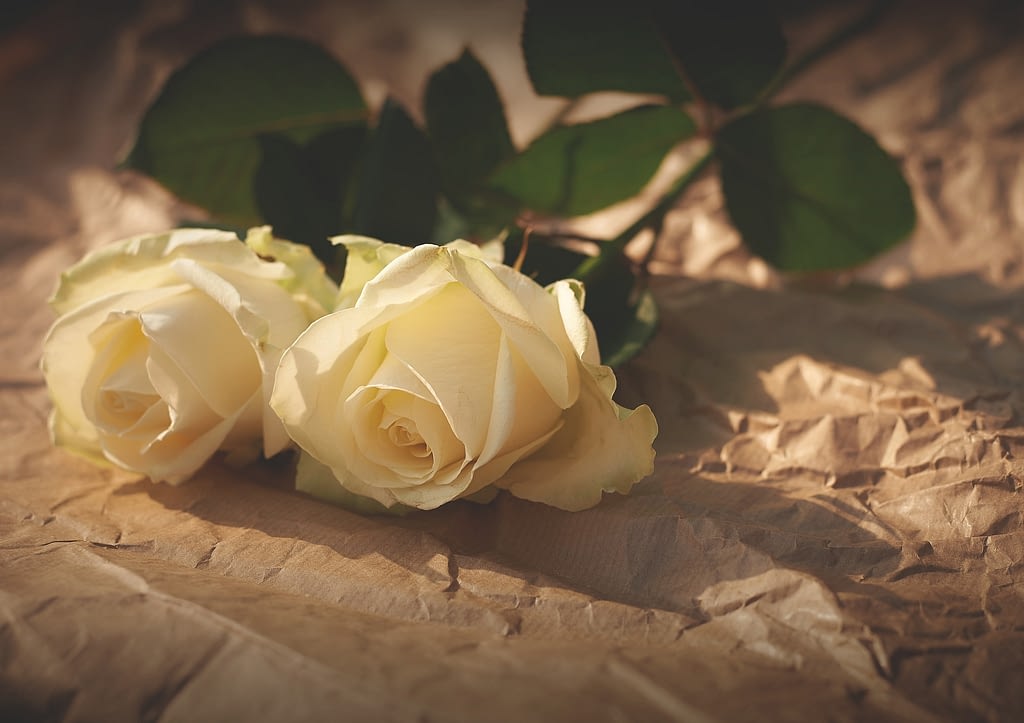 significado rosas blancas