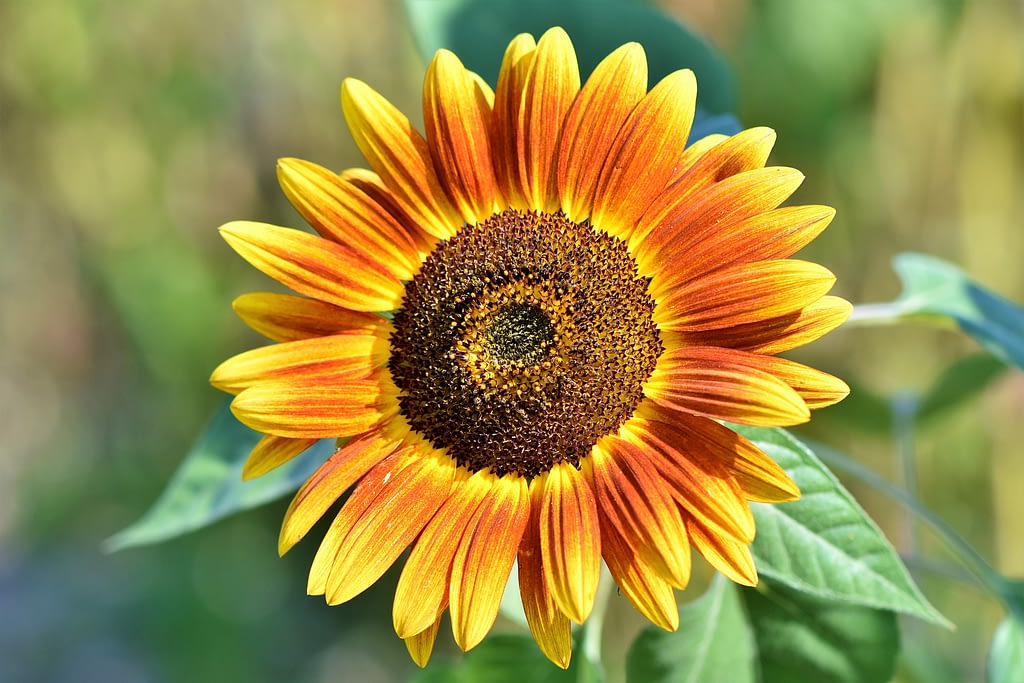 Girasol music box