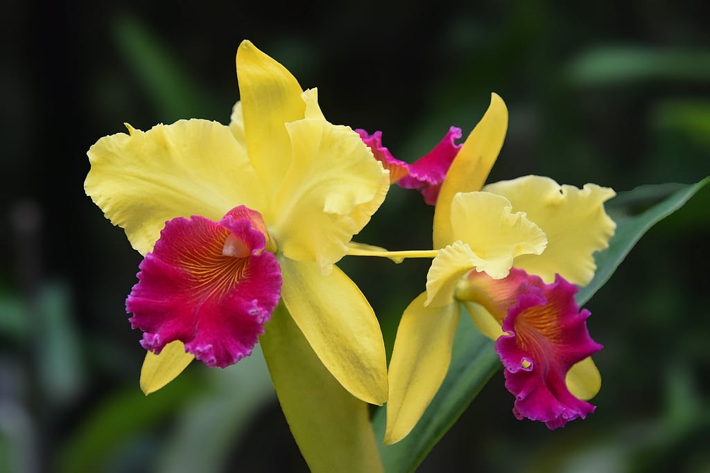 significado orquidea