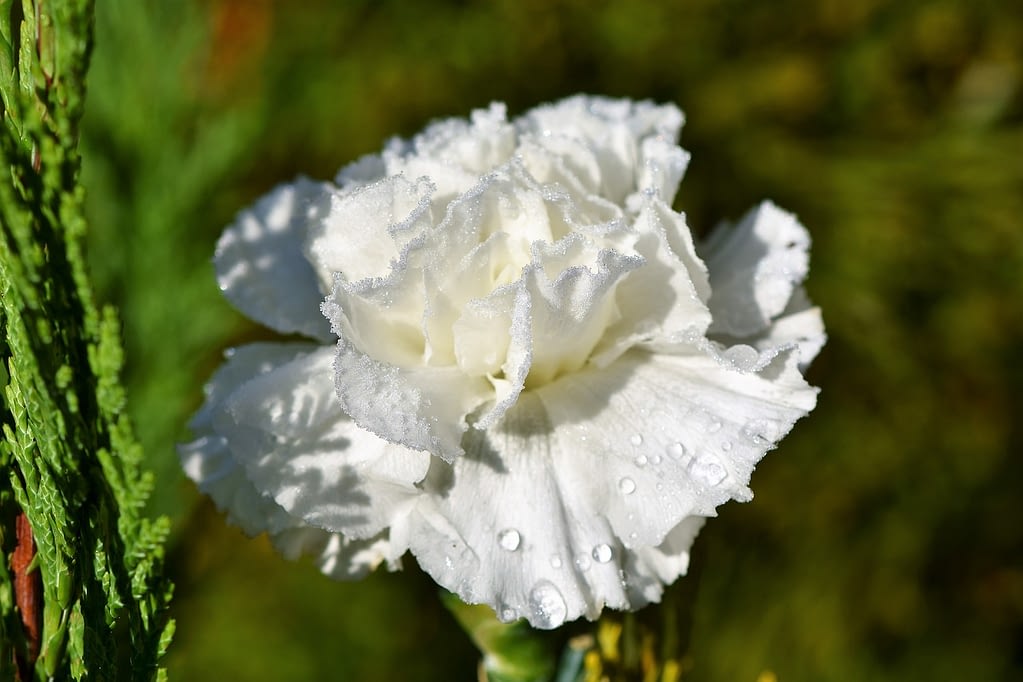 claveles blancos