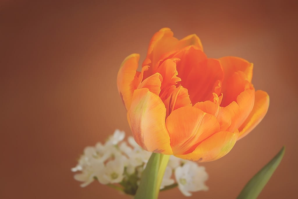 significado tulipan naranja