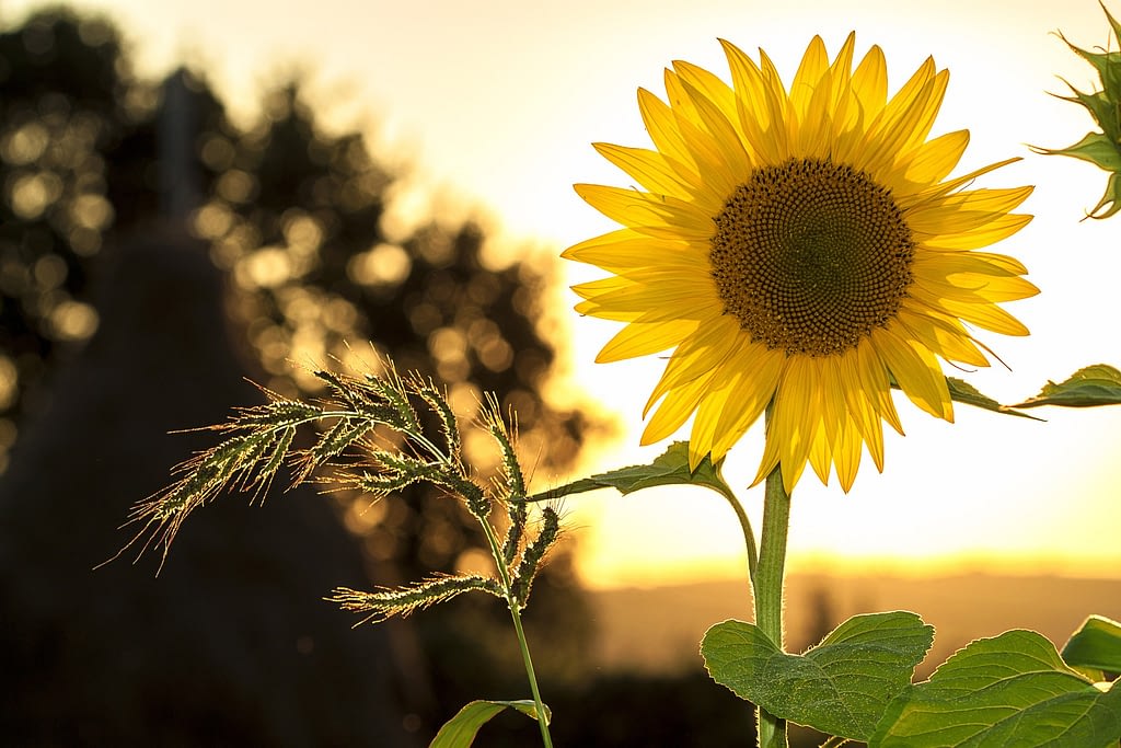 significado del girasol
