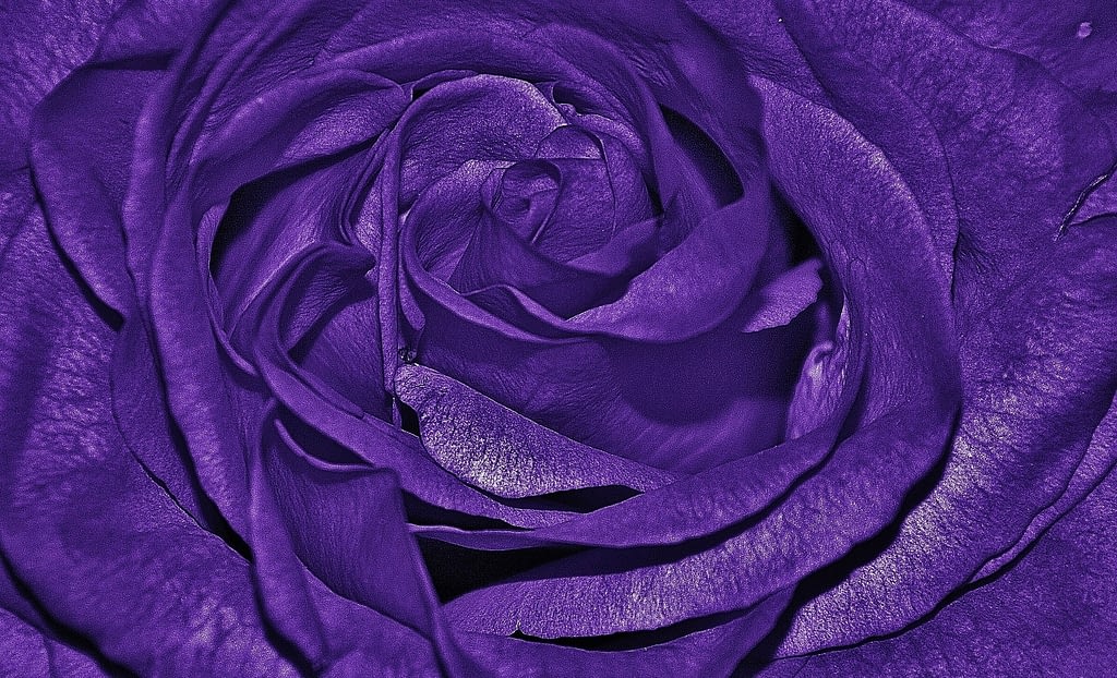 significado rosas moradas