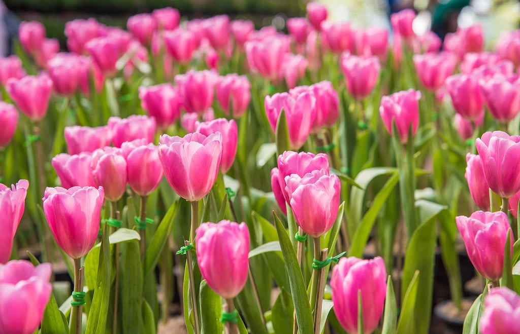 significado tulipan rosa