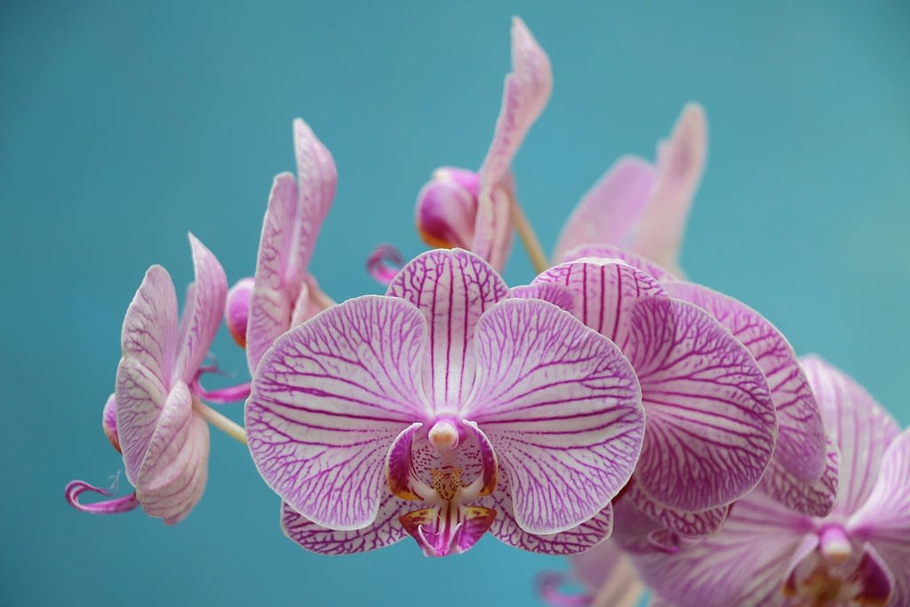 como es la orquidea