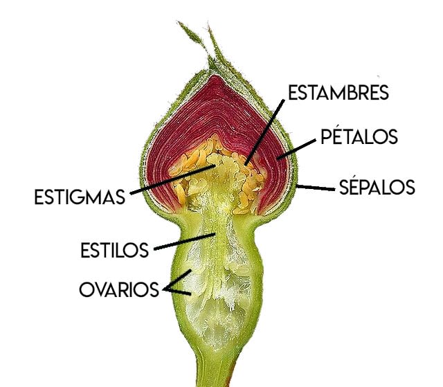 partes de una rosa
