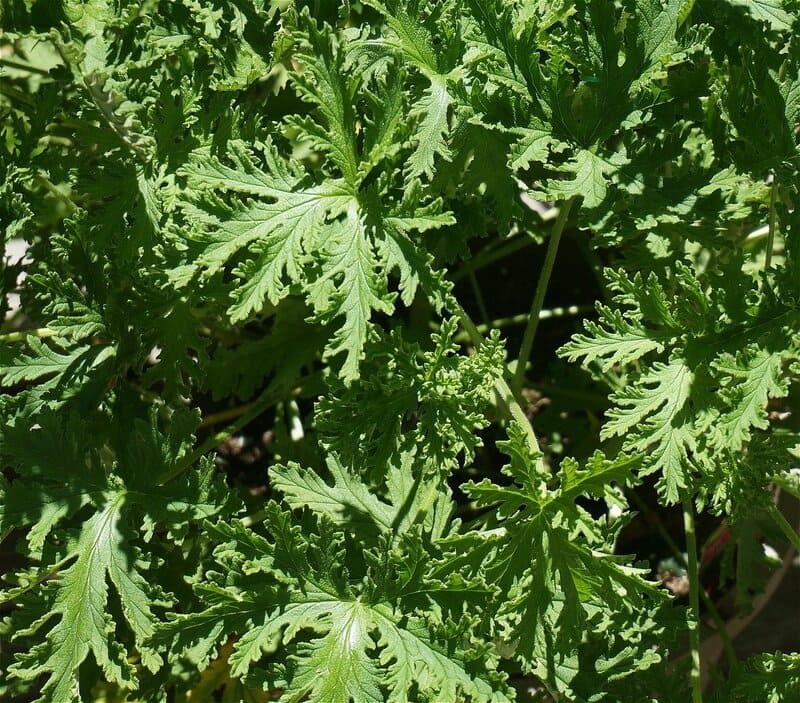 citronela anti mosquitos