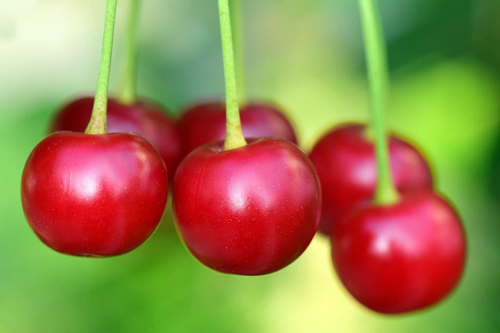 como son las cerezas