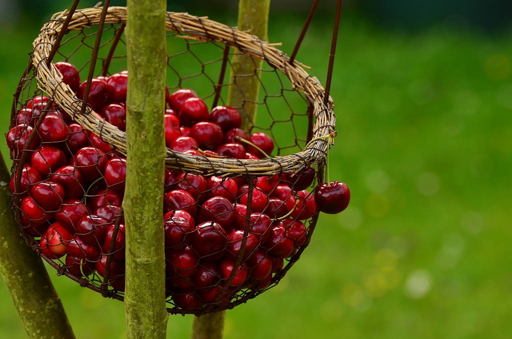 como cosechar cerezas