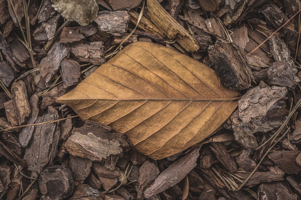 Árboles de hoja Caduca