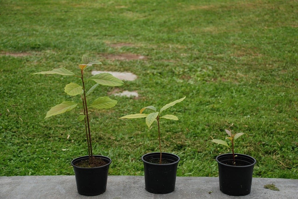cultivar-aguacate