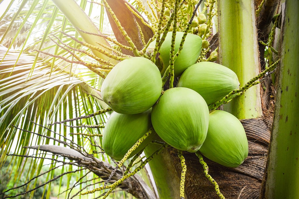 origen del coco