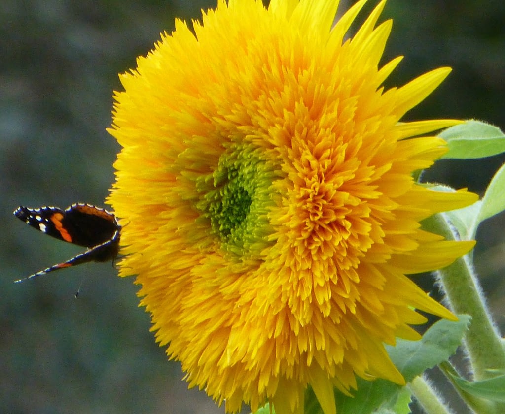 Girasol teddy bear