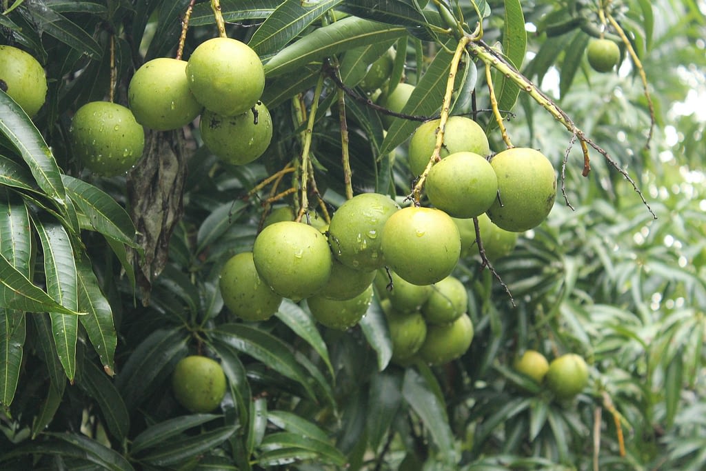 arbol mcomo es el arbol del mangoango