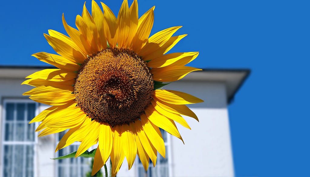 Girasol sunspot