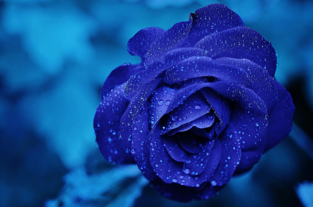 significado rosas azules