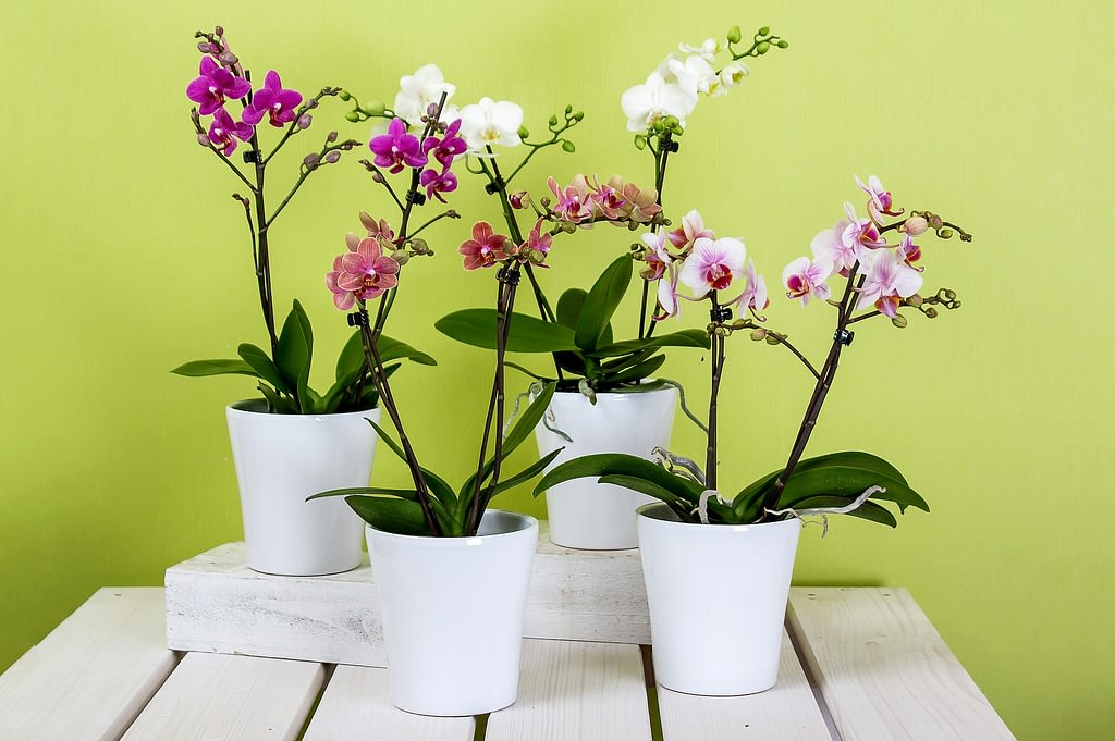 cuidados orquideas